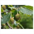 Fagus orientalis